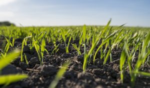 agriculture, sustainability